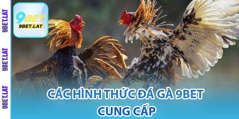 Đá Gà 9Bet – Sảnh Cược Đẳng Cấp, Trải Nghiệm Như Thực 3 Các hình thức đá gà 9Bet cung cấp