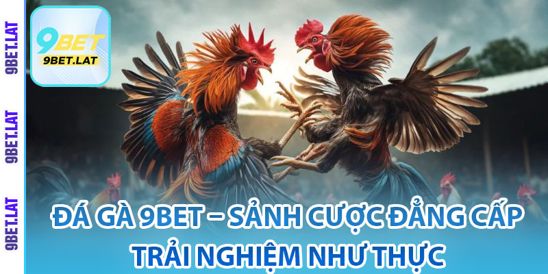 Đá Gà 9Bet – Sảnh Cược Đẳng Cấp, Trải Nghiệm Như Thực 2 Khái quát về đá gà 9Bet
